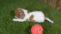 Mylie Girl 2, a female Miniature Dachshund for sale in Halfway, MO – 2 of 4