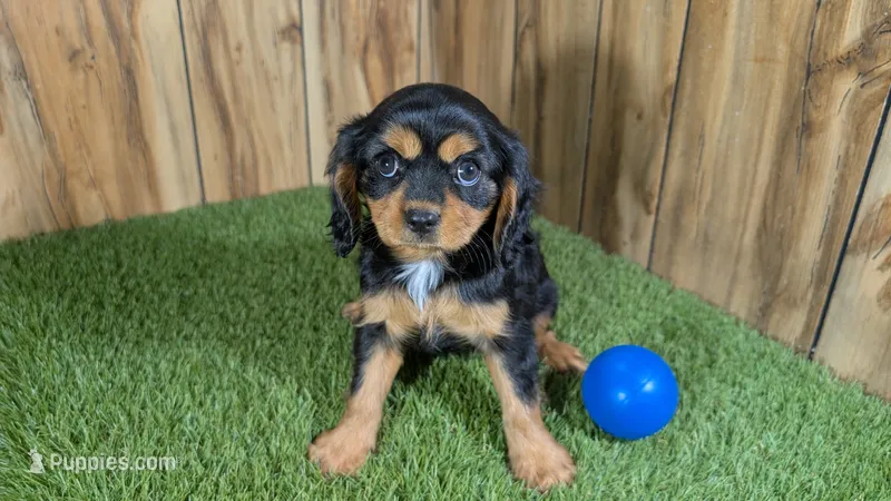 Donut Boy 1 – Cavalier King Charles Spaniel puppy for sale in Halfway, MO