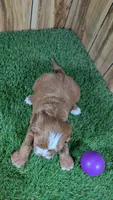 Lizzy Girl 2, a female Cavapoo for sale in Halfway, MO – 5 of 5