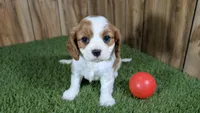 Carmella Girl 1, a female Cavalier King Charles Spaniel for sale in Halfway, MO – 2 of 4
