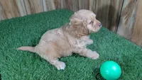 Lyla Boy 2, a male Cavapoo for sale in Halfway, MO – 4 of 4