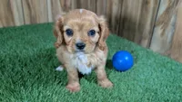 Mattie Boy 1, a male Cavalier King Charles Spaniel for sale in Halfway, MO – 2 of 6