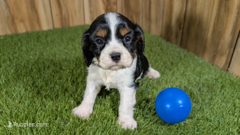 Bessie Boy 1 – Cavalier King Charles Spaniel puppy for sale in Halfway, MO