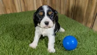 Bessie Boy 1, a male Cavalier King Charles Spaniel for sale in Halfway, MO – 1 of 4
