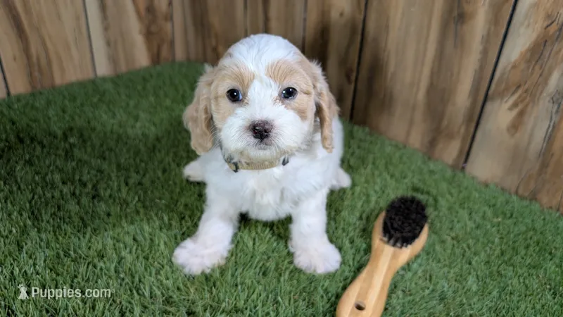 Gabby Boy 1 – Cavapoo puppy for sale in Halfway, MO