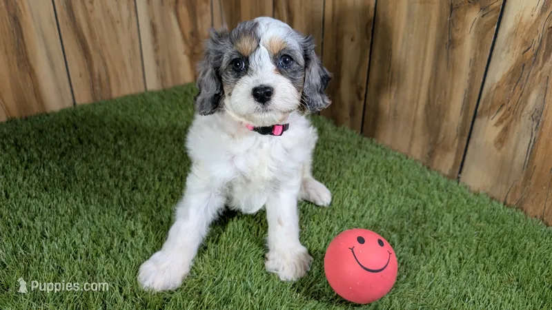 Gabby Girl 2 – Cavapoo puppy for sale in Halfway, MO