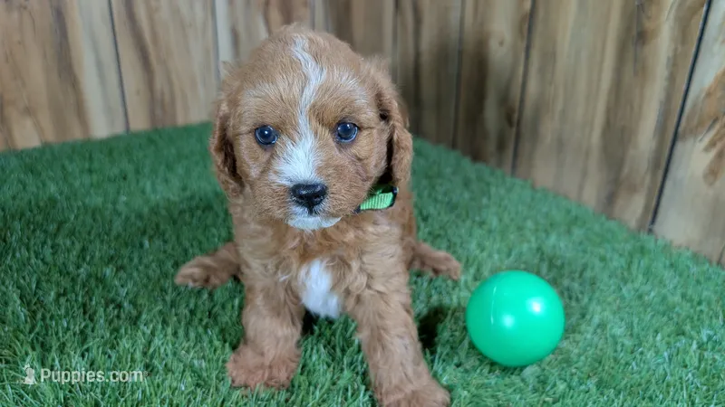Sky Boy 3 – Cavapoo puppy for sale in Halfway, MO