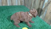 Little Honey Girl 1, a female Poodle - Miniature  for sale in Halfway, MO – 3 of 5