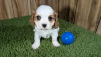 Carmella Boy 1, a male Cavalier King Charles Spaniel for sale in Halfway, MO – 2 of 5