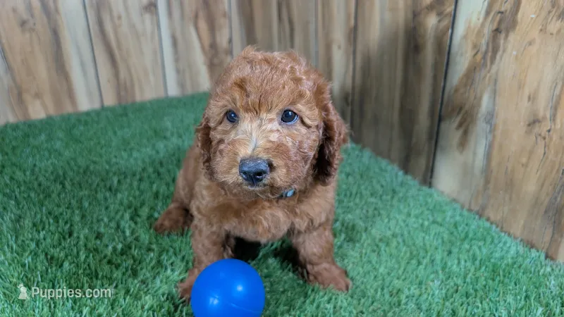 Honeycomb Boy 4 – Poodle - Miniature  puppy for sale in Halfway, MO
