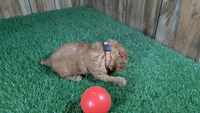 Honeycomb Boy 3, a male Poodle - Miniature  for sale in Halfway, MO – 3 of 4