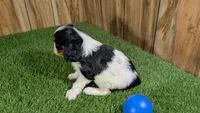 Hannah Boy 3, a male Cavalier King Charles Spaniel for sale in Halfway, MO – 4 of 4