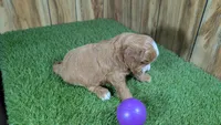 Lizzy Girl 2, a female Cavapoo for sale in Halfway, MO – 3 of 5