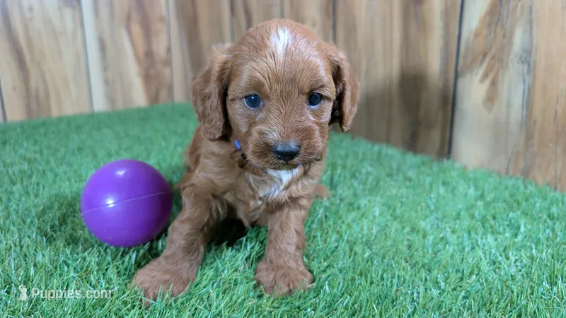 Sadie Girl 1 – Cavapoo puppy for sale in Halfway, MO