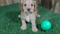 Lyla Boy 2, a male Cavapoo for sale in Halfway, MO – 2 of 4