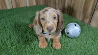 Sweetie's Boy 1 AKC, a male Miniature Dachshund for sale in Halfway, MO – 6 of 6