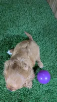 Mattie Girl 1, a female Cavalier King Charles Spaniel for sale in Halfway, MO – 3 of 5