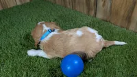 Missy Boy 2, a male Cavalier King Charles Spaniel for sale in Halfway, MO – 4 of 5