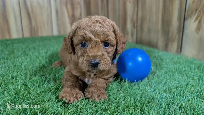 Little Honey Boy 1 – Poodle - Miniature  puppy for sale in Halfway, MO