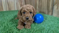 Little Honey Boy 1, a male Poodle - Miniature  for sale in Halfway, MO – 1 of 5