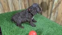 Honey Girl 1, a female Cavapoo for sale in Halfway, MO – 4 of 4