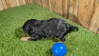 Donut Boy 1, a male Cavalier King Charles Spaniel for sale in Halfway, MO – 5 of 5