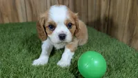 Missy Boy 1, a male Cavalier King Charles Spaniel for sale in Halfway, MO – 2 of 5