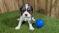 Paris Boy 1, a male Cavalier King Charles Spaniel for sale in Halfway, MO – Photo 1 of 4