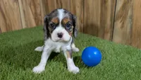 Paris Boy 1, a male Cavalier King Charles Spaniel for sale in Halfway, MO – Photo 2 of 4