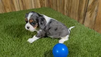 Paris Boy 1, a male Cavalier King Charles Spaniel for sale in Halfway, MO – Photo 3 of 4