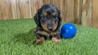 Harlie's Boy 1, a male Miniature Dachshund for sale in Halfway, MO – 6 of 6