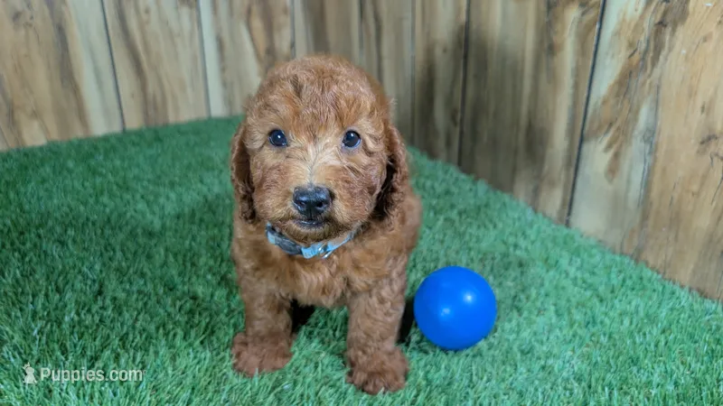Honeycomb Boy 4 – Poodle - Miniature  puppy for sale in Halfway, MO