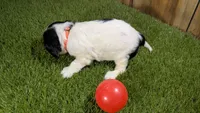 Hannah Girl 1, a female Cavalier King Charles Spaniel for sale in Halfway, MO – 5 of 5