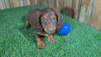 Cutie Boy 1, a male Miniature Dachshund for sale in Halfway, MO – 2 of 5