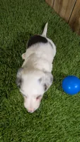 Pansy Boy 2, a male Miniature Dachshund for sale in Halfway, MO – 2 of 6