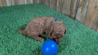 Honeycomb Boy 4, a male Poodle - Miniature  for sale in Halfway, MO – 2 of 4