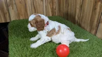 LaRae Girl 1, a male Cavapoo for sale in Halfway, MO – 2 of 4