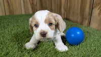 Lizzy Boy 1, a male Cavapoo for sale in Halfway, MO – 2 of 5