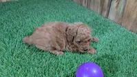 Baby Lisa Girl 1, a female Poodle - Miniature  for sale in Halfway, MO – 4 of 4