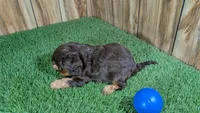 Hannah Boy 1, a male Cavalier King Charles Spaniel for sale in Halfway, MO – 5 of 5