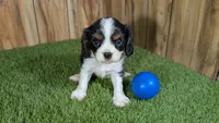 Missy Boy 3, a male Cavalier King Charles Spaniel for sale in Halfway, MO – 3 of 5