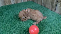Honeycomb Boy 2, a male Poodle - Miniature  for sale in Halfway, MO – 4 of 4
