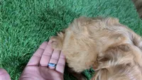 Mattie Boy 1, a male Cavalier King Charles Spaniel for sale in Halfway, MO – 4 of 6