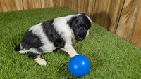 Hannah Boy 3, a male Cavalier King Charles Spaniel for sale in Halfway, MO – 3 of 4