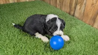 Sunset Boy 3, a male Miniature Aussiedoodle for sale in Halfway, MO – 4 of 4