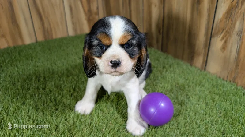 Hannah Girl 3 – Cavalier King Charles Spaniel puppy for sale in Halfway, MO