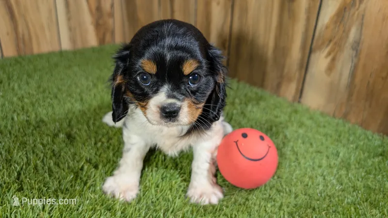 Bessie Girl 1 – Cavalier King Charles Spaniel puppy for sale in Halfway, MO