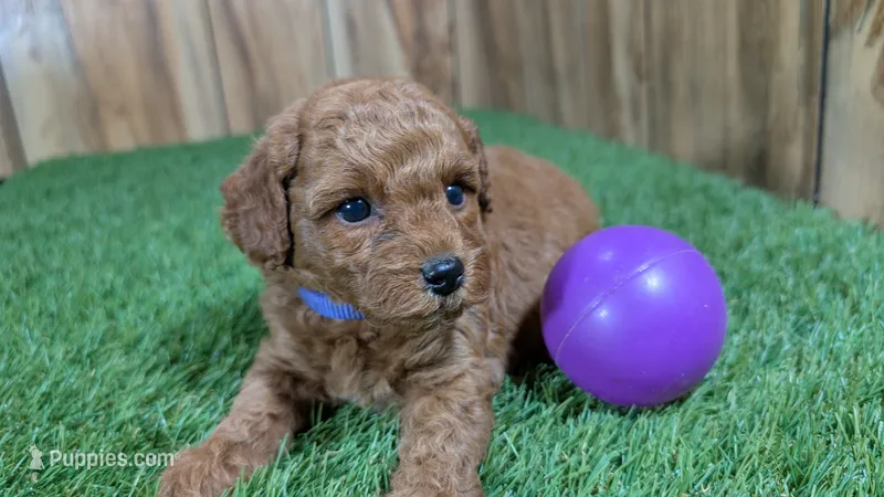 Baby Lisa Girl 1 – Poodle - Miniature  puppy for sale in Halfway, MO