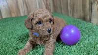 Baby Lisa Girl 1, a female Poodle - Miniature  for sale in Halfway, MO – 1 of 4