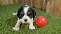 Hannah Girl 1, a female Cavalier King Charles Spaniel for sale in Halfway, MO – 3 of 5